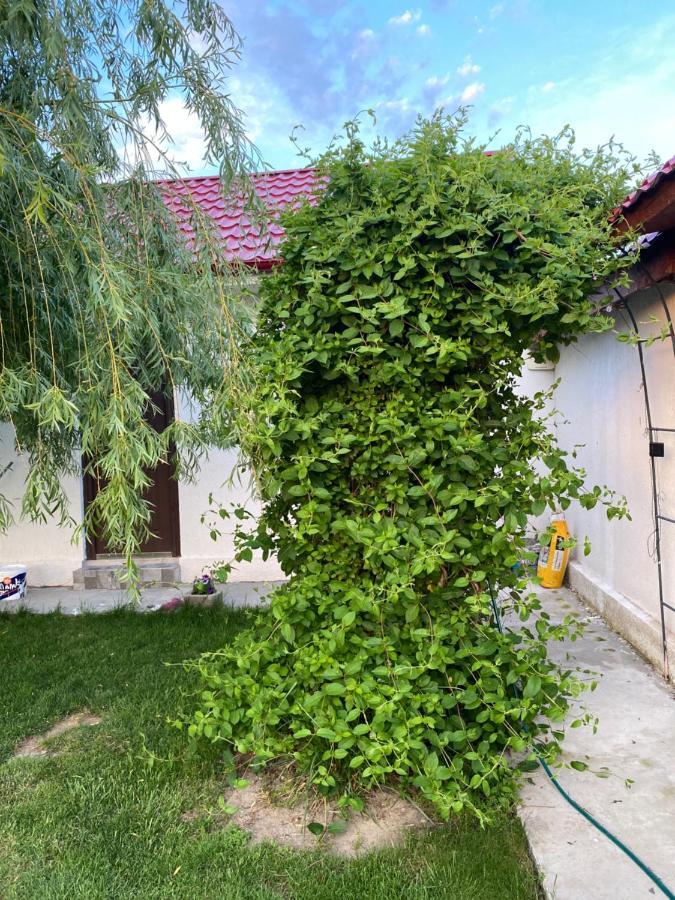 Casa David Lejlighed Corbu Eksteriør billede